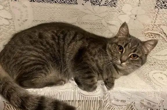 Пропала кошка, ул. Токарева, Тула