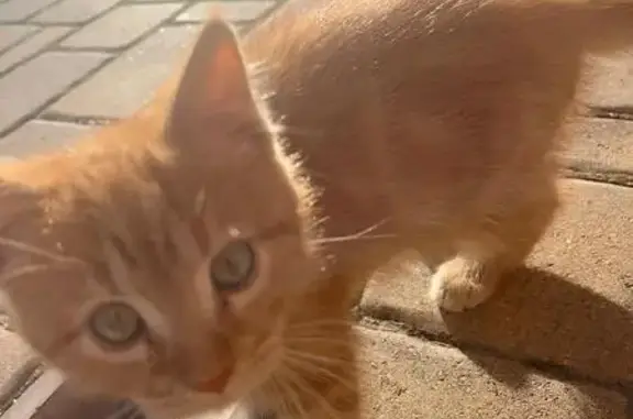 Кошки потеряшки, Старый Оскол, фото: Потеряшка рыжий котёнок, ул. Благовещенская