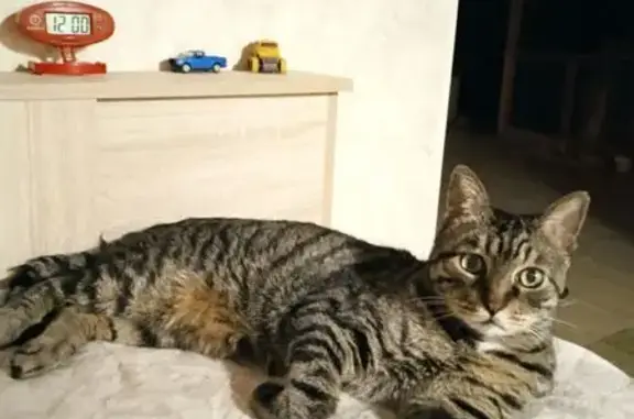 Пропала кошка, ул. Чайковского, Краснодар