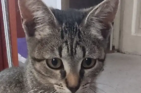 Кошки потеряшки, Балашиха, фото: Потеряшка кошка, Московский проезд, 9