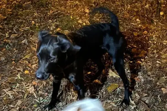 Найдена собака, Хабаровск, фото: Собака найдена: Уссурийский бул., 16, Хабаровск