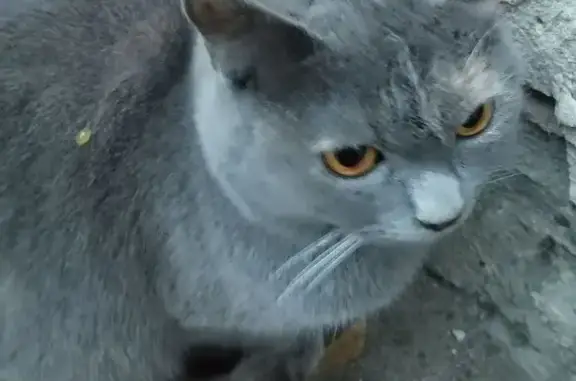 Кошка найдена: Аэродромная, Нижний Новгород