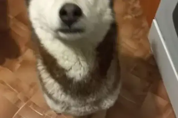 Пропала собака, Загорская ул. 7, Волгоград