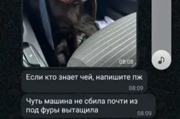 Найдена собака, , фото: Щенок найден в Степаново, ищем хозяев