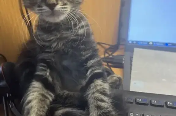 Кошки потеряшки, Москва, фото: Потеряшка котенок, Булатниковская 1к4