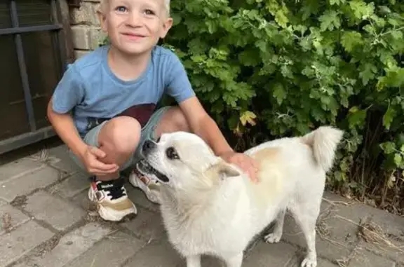 Пропала собака, Таврическая ул., Таганрог