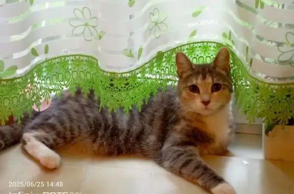 Пропала кошка, ул. Гуляева 109 к1, Арх.