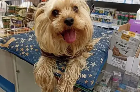 Найдена собака, Королёв, фото: Собака найдена в Королёве, ул. Коммунальная, 1