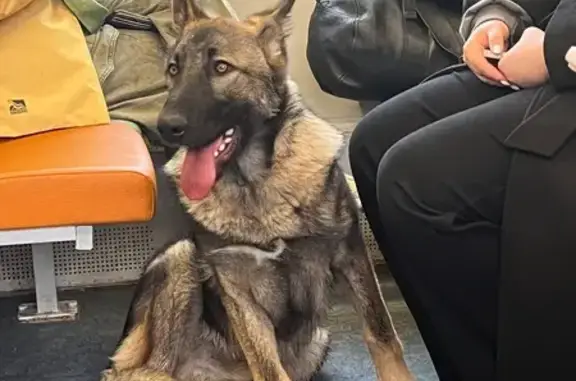 Найдена собака, Кубинка, фото: Собака найдена на Привокзальной, Кубинка