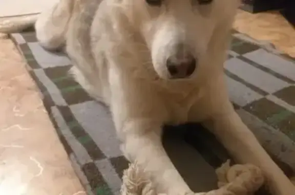 Найдена собака, Волжский, фото: Найдена хаски, ул. 87-й Гвард. Див., Волжский