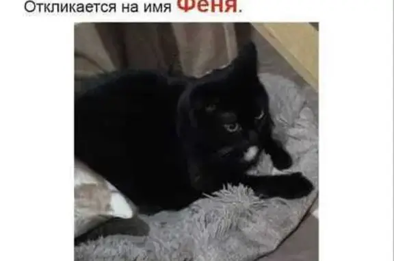 Пропала кошка, Ореховый бульвар, 14 к2