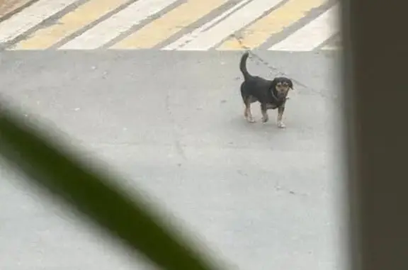 Собака найдена: ул. Мира, 8, Йошкар-Ола