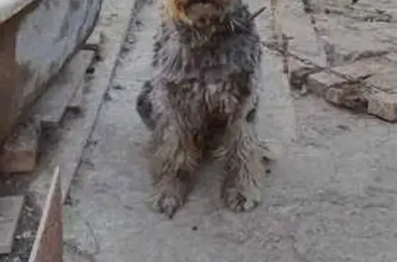 Собаки потеряшки, Пенза, фото: Потеряшка собака, ул. Водопьянова, Пенза