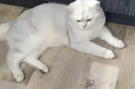 Найдена кошка, Краснодар, фото: Кошка найдена на Аксайской 40, Краснодар