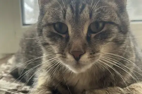 Пропала кошка, Луговая 24, Нытва