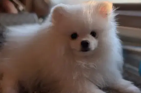 Пропала собака, Волгоградская 14, Саратов