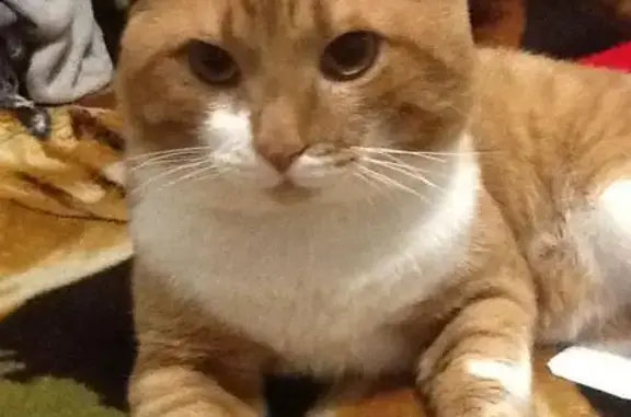 Пропала кошка, ул. Высоцкого, 11