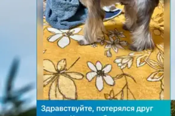 Пропала собака, Черногорск, Уйбатская ул.