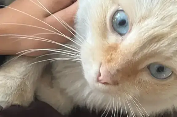 Пропала кошка, Мелиоративная 84, Волгоград