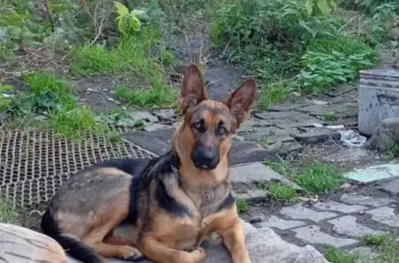 Пропала собака, Кемерово, ул. Тружеников 16