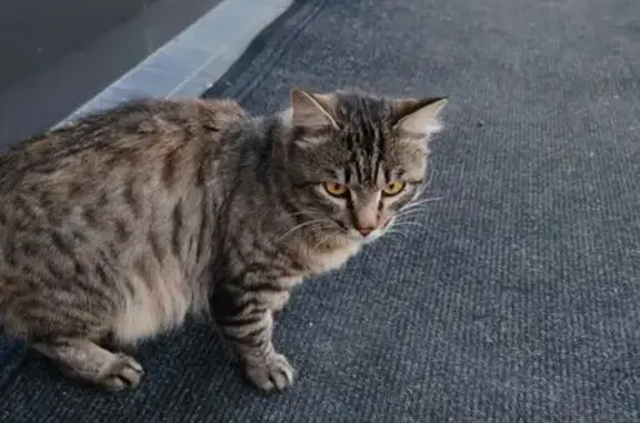 Кот найден у магазина, ул. Ленина, 130