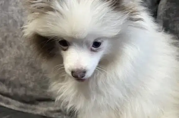 Собаки потеряшки, , фото: Потеряшка собака, Троицк, 5 к3.