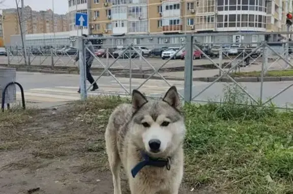 Хаски найдена: Ленинградская 31, Казань