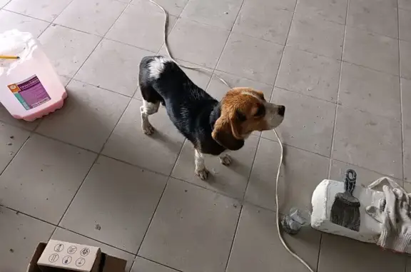 Найдена собака, Воронеж, фото: Собака найдена на ул. 206-й Стрелковой, 506