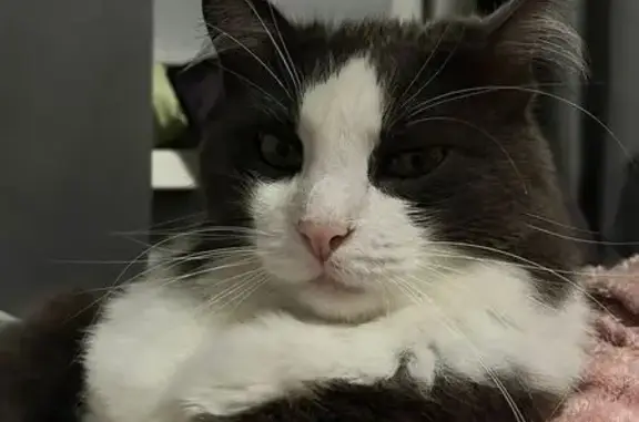 Кошки потеряшки, Москва, фото: Потеряшка кошка, Самаркандский бул., 22 к1