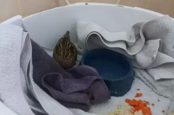 Найденные животные Алупка, фото: Птица найдена: ул. Амет-Хана 17А, Алупка