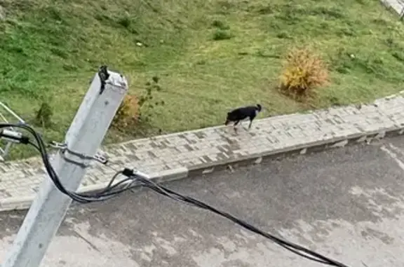 Найдена собака, Киселевка, фото: Собака найдена на Никольская ул, 5