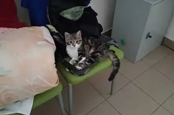 Кошки потеряшки, Оренбург, фото: Потеряшка котик, ул. Монтажников 29Б, Ор.