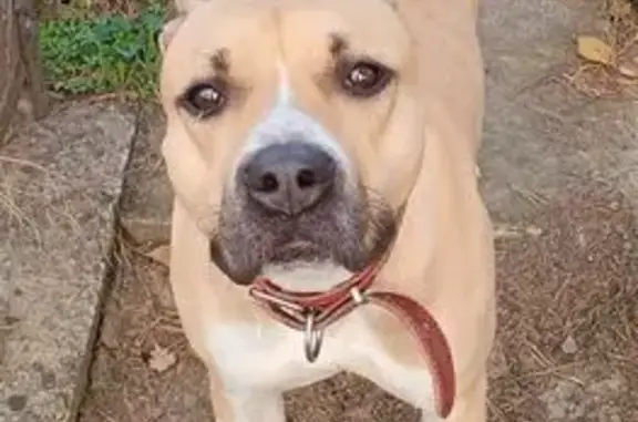 Собака найдена: Орбитальная 14Б, Ростов-на-Дону