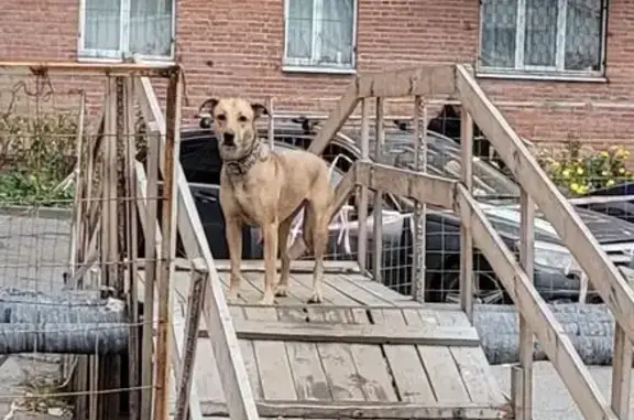 Собака найдена, СПб, Авангардная ул.