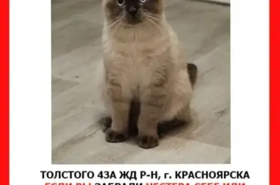 Пропал кот, ул. Льва Толстого, 43А, Крск