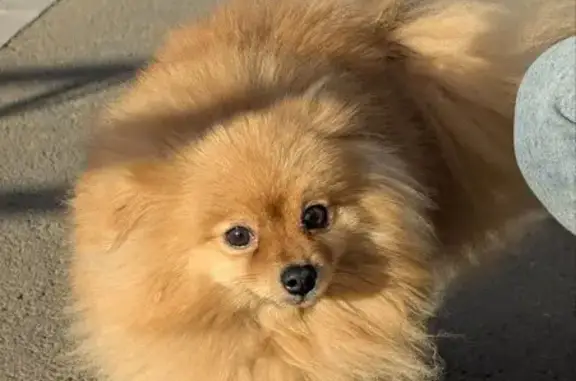 Найдена собака, Нижний Тагил, фото: Собака найдена: ул. Зари, 36А, Н. Тагил