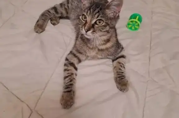 Найдена кошка, Краснодар, фото: Кошка найдена: ул. Гондаря, 91 сА, Краснодар