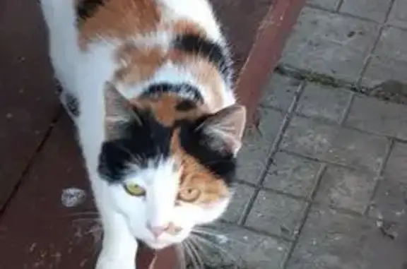 Кошка найдена в СНТ Берёзка, Ярославль