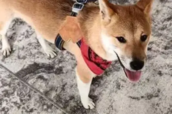 Пропала сиба ину, МО. Помогите найти!