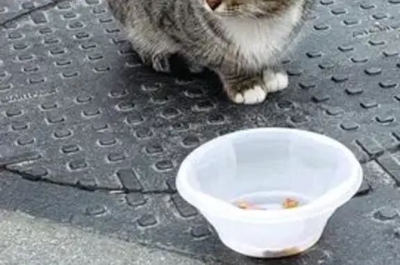 Найдена кошка, Нижний Новгород, фото: Кошка найдена на Большой Покровской, НН