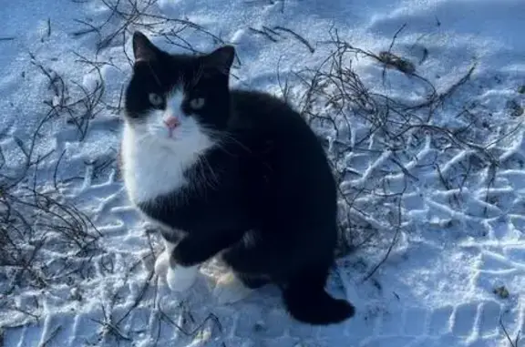 Кошки потеряшки, Ульяновск, фото: Потеряшка кошка, ул. Гайдара 7А, Ульяновск