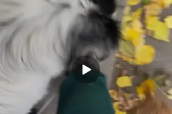 Собака найдена: Орбитальная ул, 62, Ростов-на-Дону