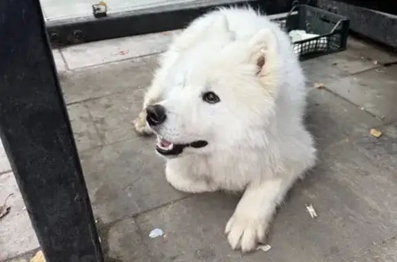 Найдена собака, Сергиев Посад, фото: Собака найдена у пр. Красной Армии, Сергиев Посад