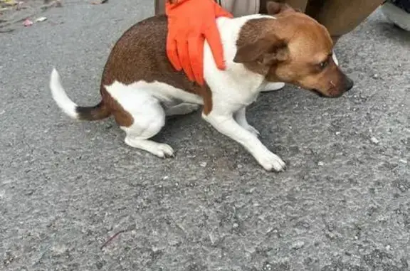 Джек рассел найден на 12-м проезде, Самара