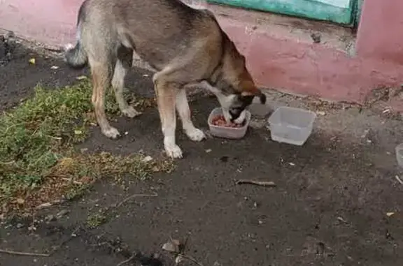 Найдена собака, , фото: Собака найдена: ул. Новикова-Прибоя, Тамбов