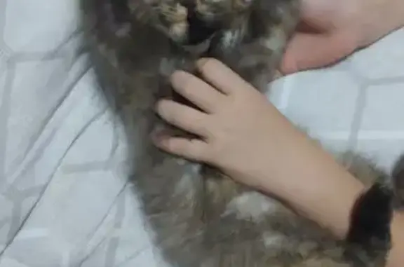 Кошка найдена, ул. Энгельса 38А, Острогожск