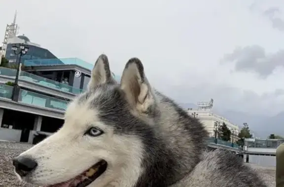 Собаки потеряшки, , фото: Потеряшка собака, Ялта, Крым