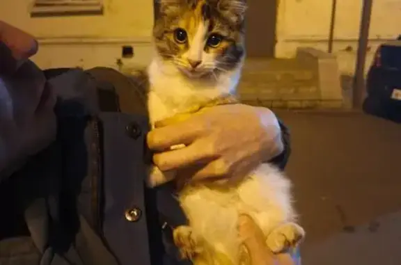 Кошка найдена: ул. Ленина, 16, Пенза