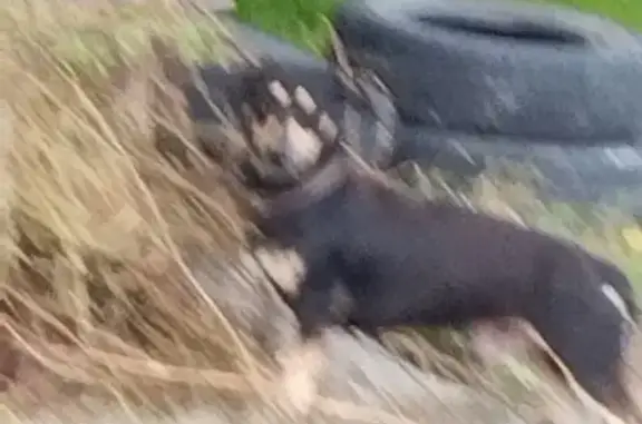 Найдена собака, Новороссийск, фото: Собака найдена на ул. Ульяновская, 42