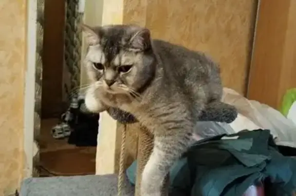 Кошки потеряшки, Смоленск, фото: Потеряшка кошка, Пригородная ул., Смоленск